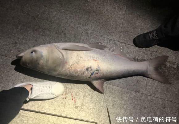  捕鱼■男子在湘江用“可视化锚鱼”几十斤的大鱼接连的上岸，网友：能钓光湘江的鱼