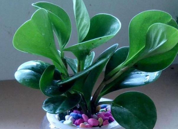  植物■豆瓣绿养护小秘籍，让它蹭蹭长不停！四季常青，养的绿油油