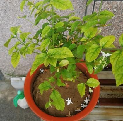  『虚弱』茉莉花“虚弱”的3个阶段！不能晒！越晒越傻