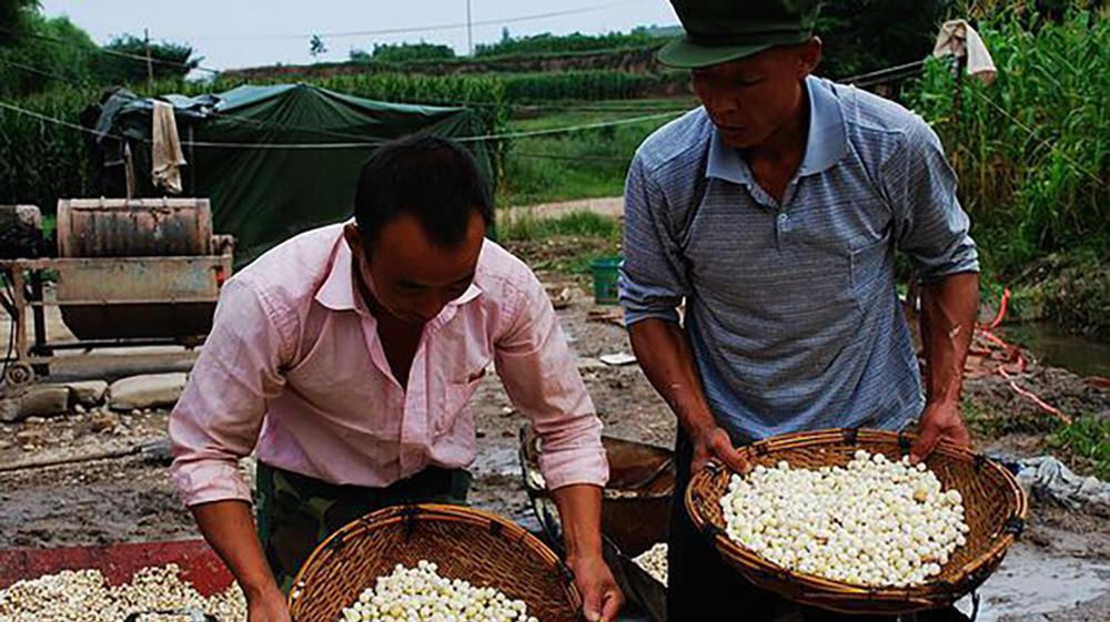  药农@曾经满山都是没人要，如今炒到百元一斤，农民：只有买种苗