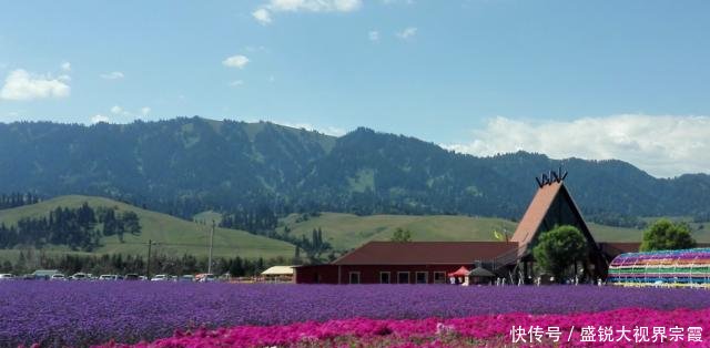 大老远跑去新疆看花海河北千亩花海正在盛放，门票56离家还近！