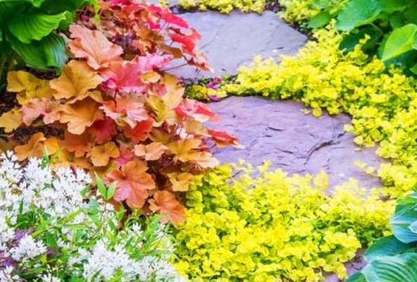 「矾根」叶子比花还美的矾根,好看还好养,在零下50度的天气下都冻不死!
