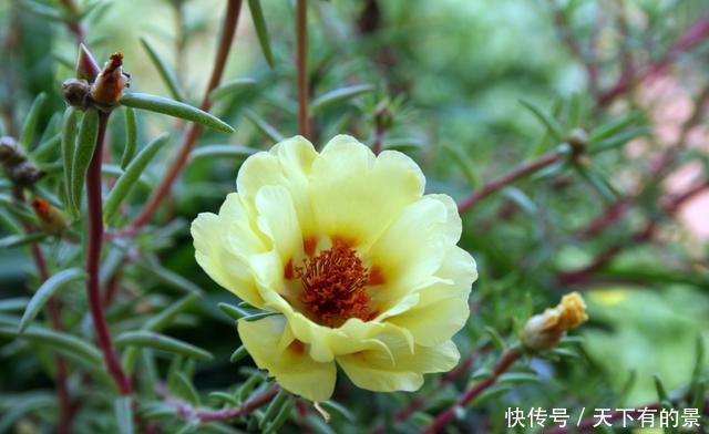  『家养』适合家养的3种花，开花数量大，好养易活四季开花，谁养谁喜欢