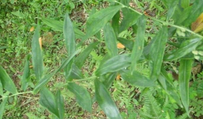 这种野草，农民用它的根泡酒喝，对腿有好处！