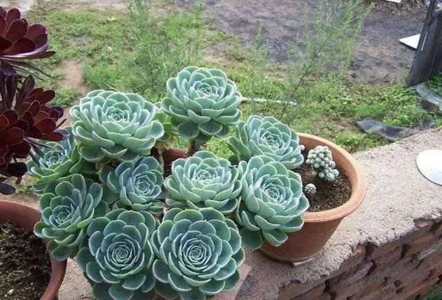  「属多肉植物」推荐八种高颜值多肉，好看又好养