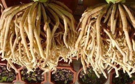  修根■老花匠养“3种花”，温度回升就“修根”，越养越旺盛，冒新芽！