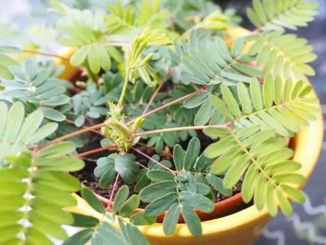  『要注意』含羞草被当杂草，碰多掉发，为啥还会变成流行而有趣的盆栽植物