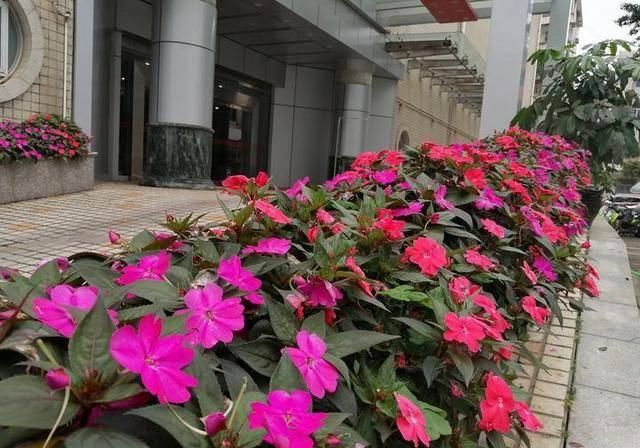  #万物#酸咪草凤仙花桂花果，有他们在的地区，万物皆满春！