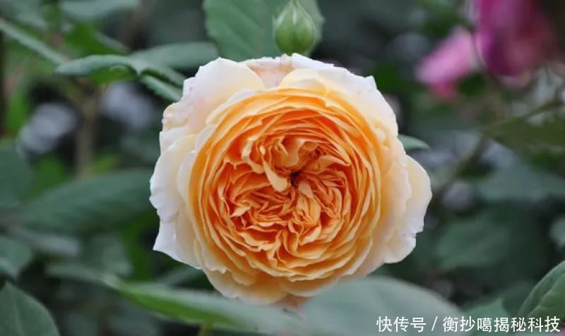 小妙■养花小妙招,花开爆满盆