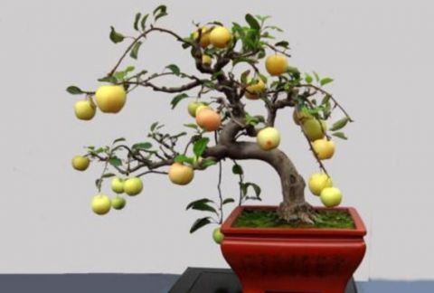 这种植物果实像苹果 现在数量稀少 野外见到要珍惜