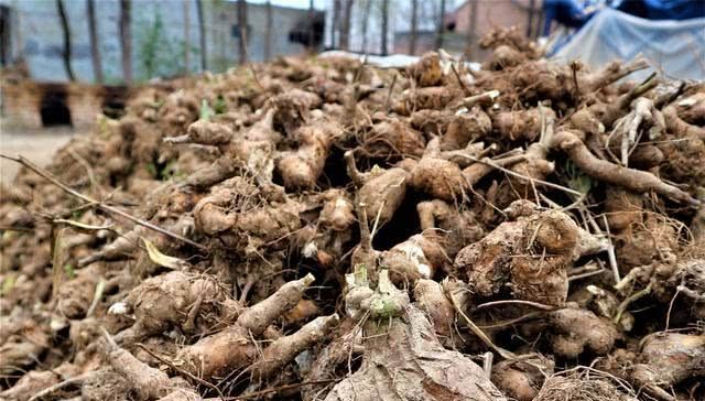  【孙大妈介绍】曾经亩收入万元的农作物，今年她坚持种植7亩，经