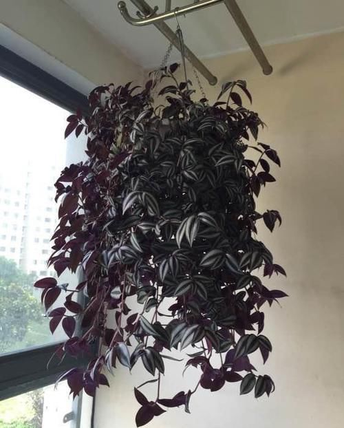  「休息」植物盆栽有讲究，养花都需要注意什么？应该摆放在哪里呢？