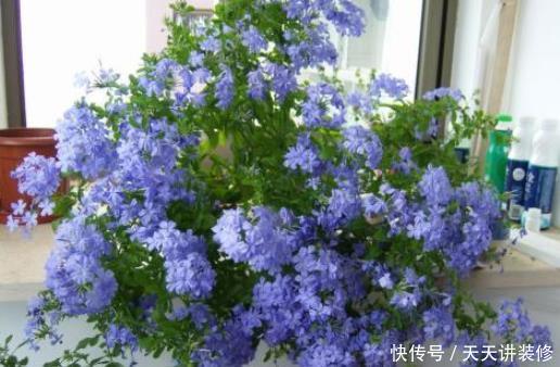  「旺盛」夏季最爱爆盆花草，不惧酷热，越晒越开花，越热长的越旺盛