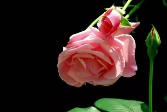  【花中】中国10大名花，哪个是你的最爱？