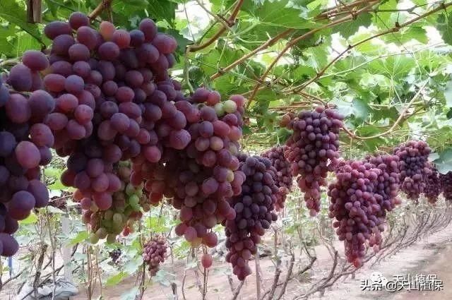 2019年农业补贴政策出炉：种植者补贴还有！
