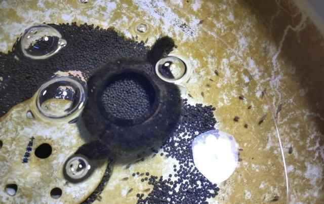  慈鲷科观|鱼缸里发现鱼卵，未必是件高兴的事，不是每次都可迎接小鱼到来