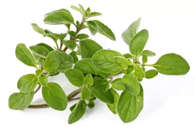  #提神醒脑#驱蚊 | 18种除虫香草，杀菌驱蚊虫，叶子还能炒菜吃