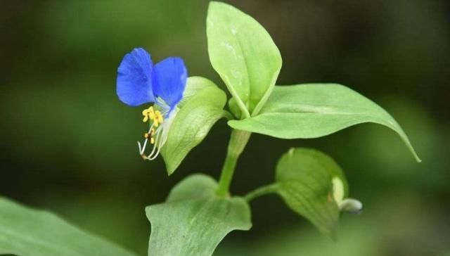  【需求量】长在农田里的这种植物，农民以前用它来喂家禽，如今