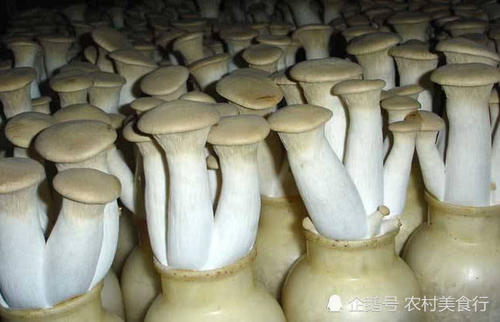 农村里这种食用菌，农民靠它月入8千块，如今市面上供不应求