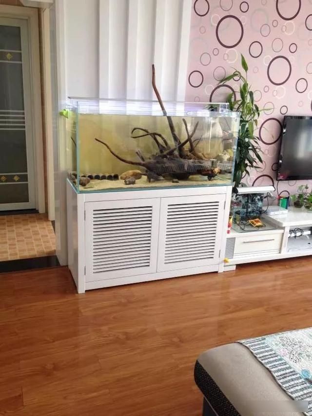  「养草」从养鱼到养草，从雨林缸到水陆缸 | 10年水族之路