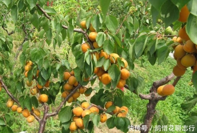  「成熟」农民10年前种了几棵树，如今一棵结果100斤，每年赚2000