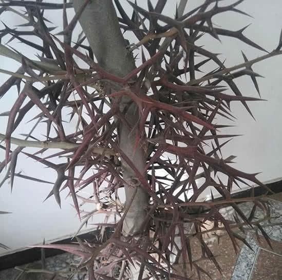  「皂角树」这树高达15米，能吃能用全身是宝，树上的“刺”100元