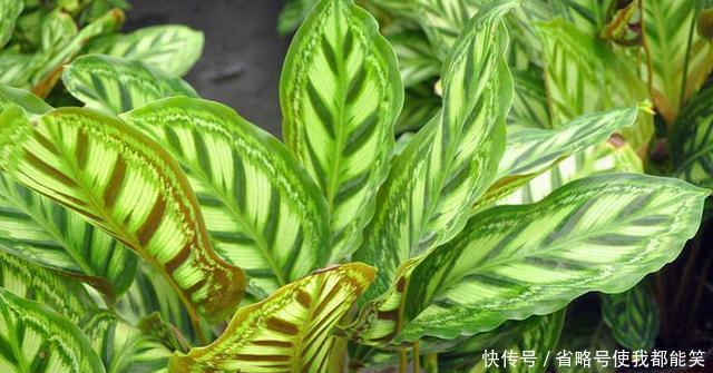  『散射光充足』家里采光差，就养6种花，不爱晒太阳，就给一点光，蹭蹭长满盆！