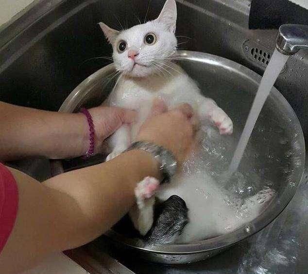  #不瞒你说#不瞒你说，这6种东西对猫咪来说是“克星”，会让它很害怕