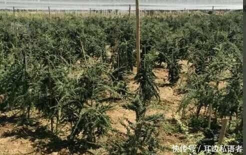 农民种稀罕水果，20亩1年赚160万 ，前景广阔