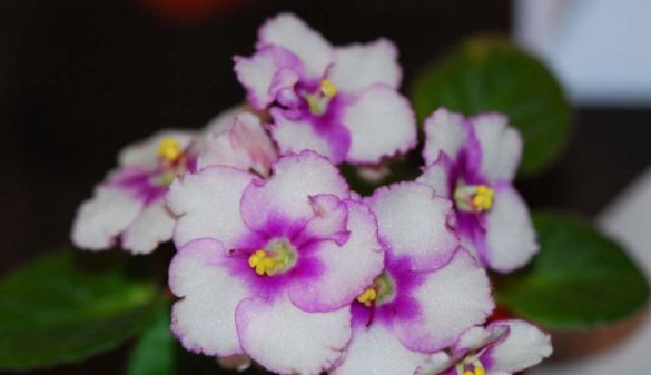 轻松:喜欢赏花就选花开重瓣的,一年四季有花赏,比茶花美轻松养爆盆