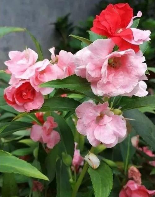 凤仙花:家里养4种花,沾土就活,不用管也能花开不断,一开200天
