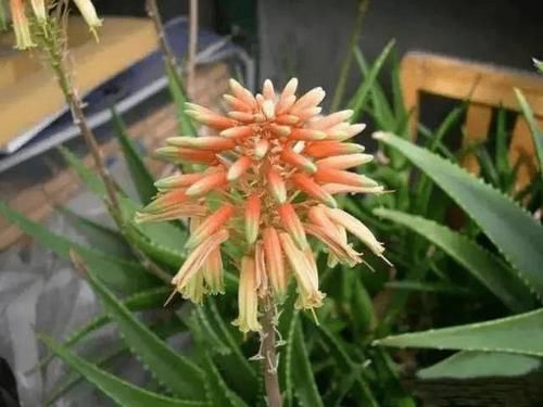  『芦荟』教你把芦荟养爆盆开花，方法一学就会！