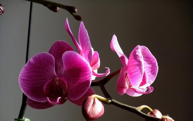  「新花苞」蝴蝶兰花谢后花箭别剪，注意水肥15天就又冒花苞，花开大又美！