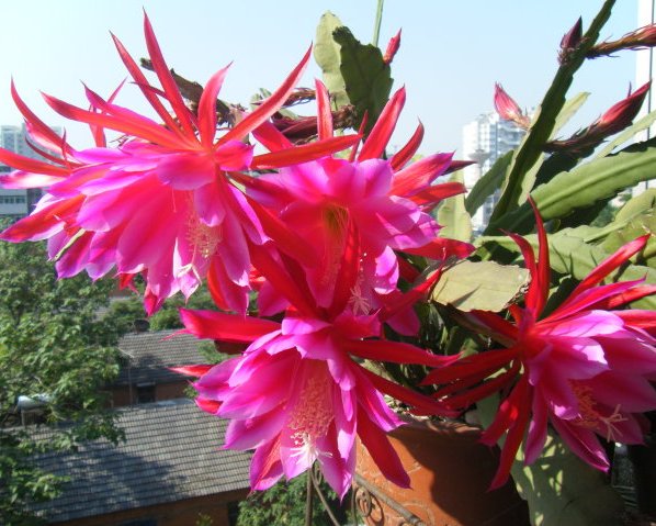 『种植』想要一个小花园,不妨在阳台种植这些花朵,太阳晒晒成花海,美爆