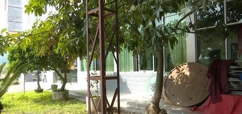  『夏天的时』养了十年的发财树，高约5米，年年都结发发财果，出上万都不卖
