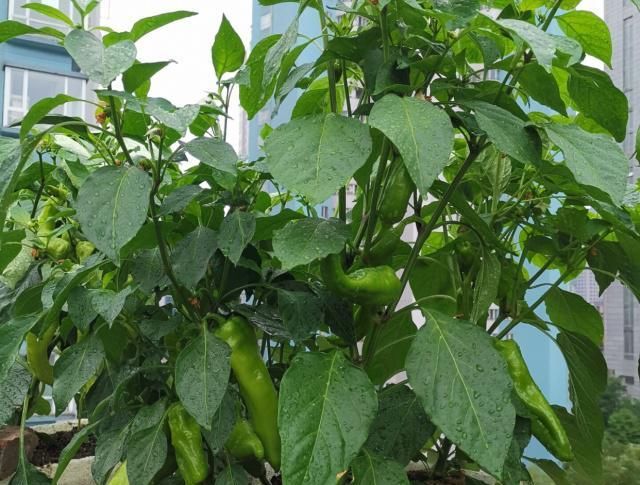  「喜欢种」厨房3种垃圾，装瓶子里，3个月变肥料，拿来种菜，长得旺结果多！