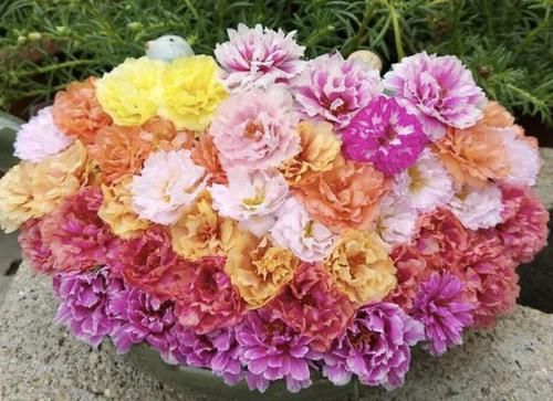 养花:想在南阳台养花,将“3个秘诀”掌握好,阳台成“花海”,美!