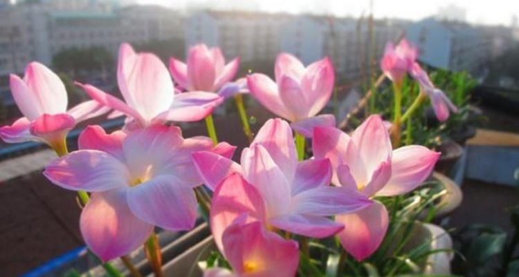  『风雨兰』这几种花谁养谁喜欢，花色丰富花期长，家里养两盆，花美心情爽！
