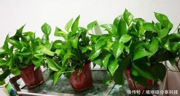  「绿萝」家里油烟机的废油别再丢了，用它养绿萝，叶片长得又多又亮