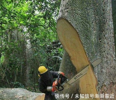 中国 “电动锄头”一出，耕地不再愁，一天能锄几百亩 ，忒省力