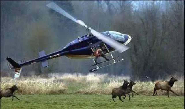  [中国]中国贵得吃不起的动物，却在澳大利亚泛滥，数量快赶超的