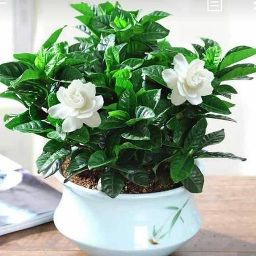  「趴下」3种花都是水葫芦，少喝一口水，叶子都趴下
