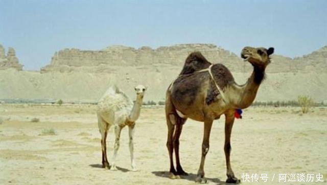  富得流油：此国面积超200万平方公里，国内基本没有河流，百姓却