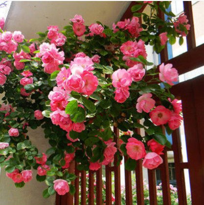  庭院■春天来了，在院子里种上这些花卉，花开清香又怡人
