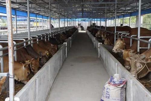  利润@养10头牛能够赚5万，为何养100头牛，利润远远低于50万？