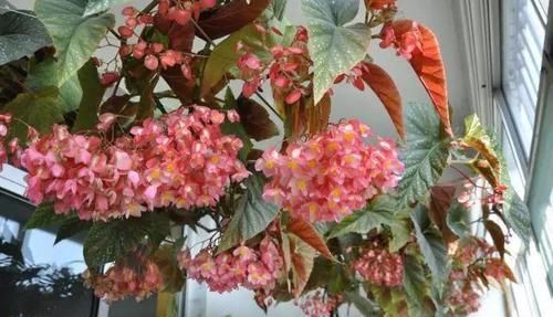 【旱金莲】适合挂在空中养的5种植物,半个月浇一次水,开的花跟大花球一样