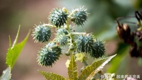  蓖麻：以前一斤十几块的“蓖麻”，农村到处种，为什么如今没人