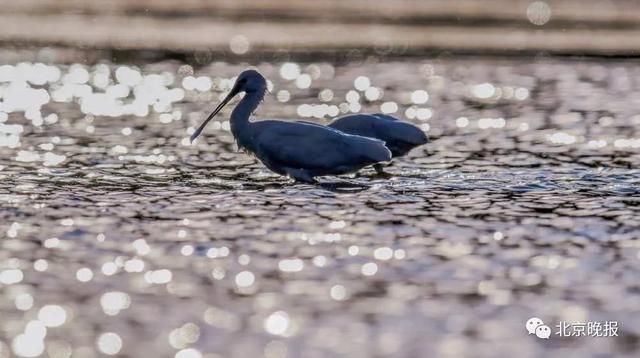  天堂|上万只候鸟赶来，北京密云水库成“鸟的天堂”，你能认出几种？