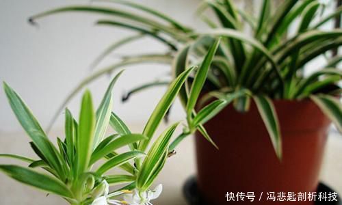 「花亭顶部」盆栽吊兰,株型优美、花亭独特,要如何管理呢?