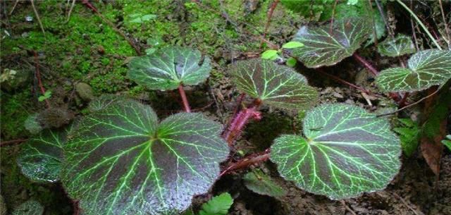  「种植物」农村这个虎耳草，叶子长得非常大，如今见到请珍惜